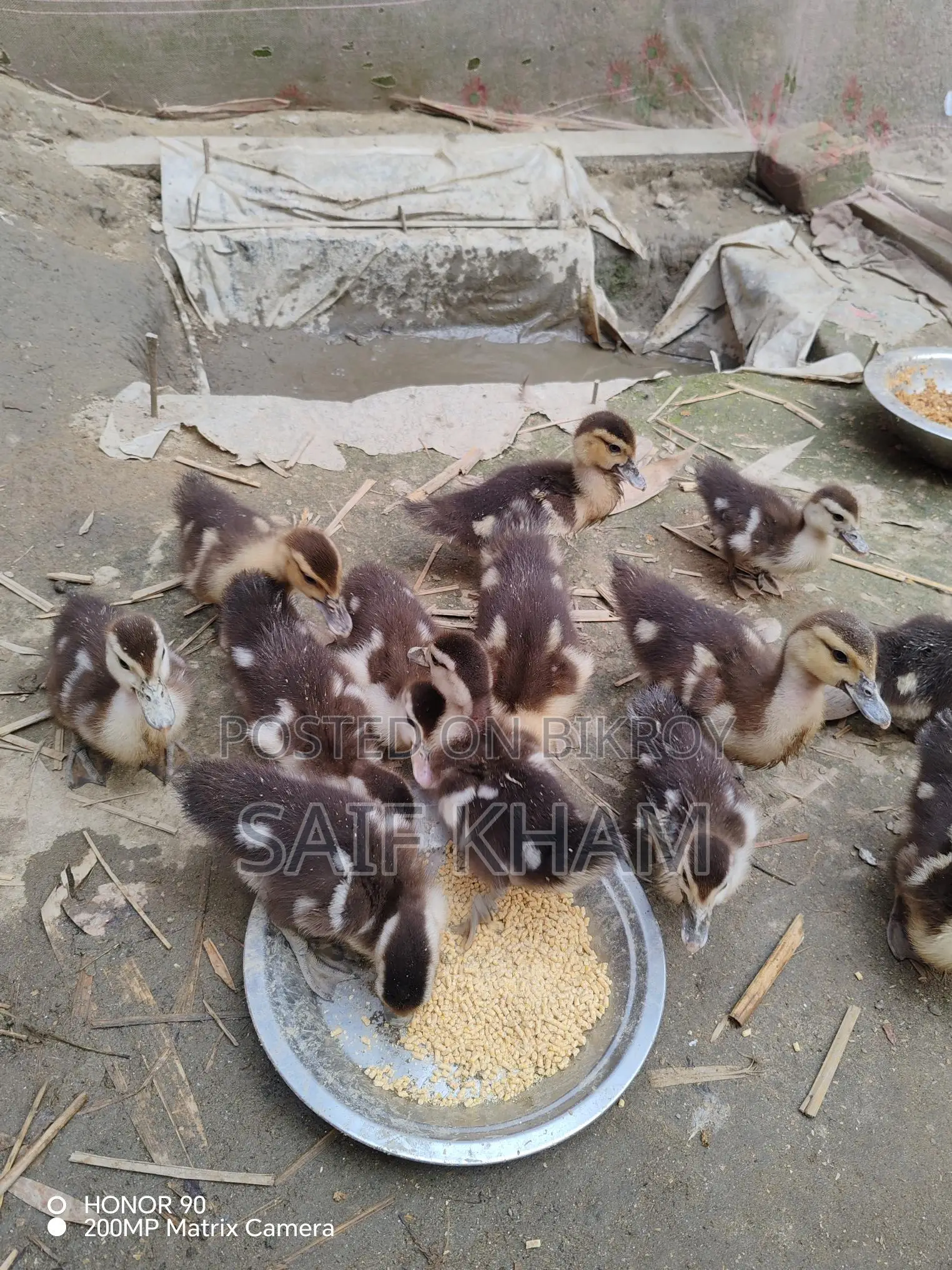 13 Muscovy Ducklings