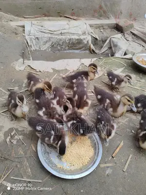 13 Muscovy Ducklings