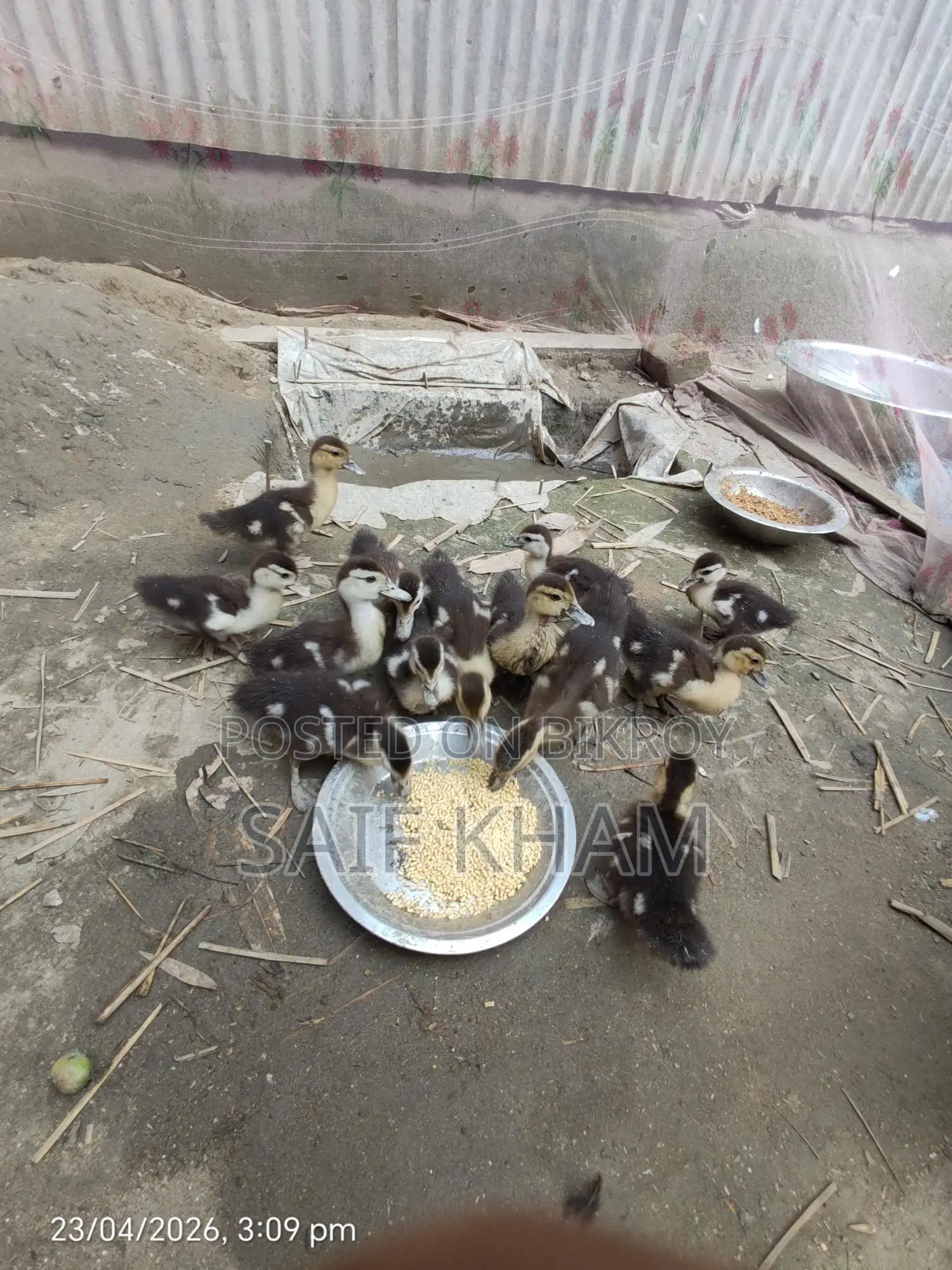 13 Muscovy Ducklings