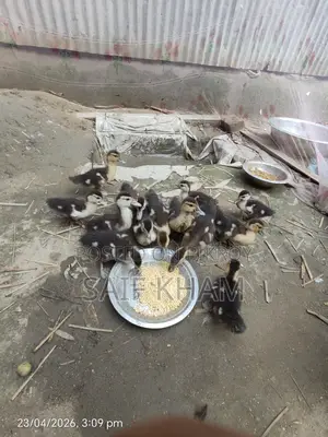 13 Muscovy Ducklings