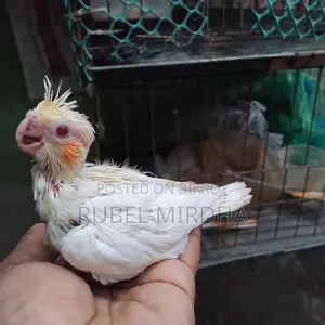 Cockatiel Bird