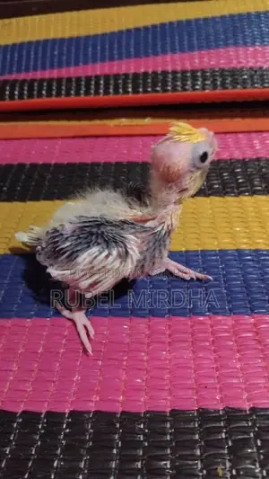 Cockatiel Bird