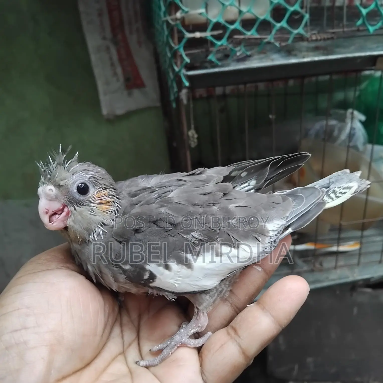 Cockatiel Bird