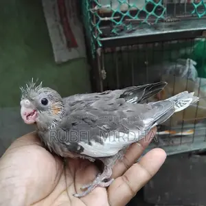 Cockatiel Bird