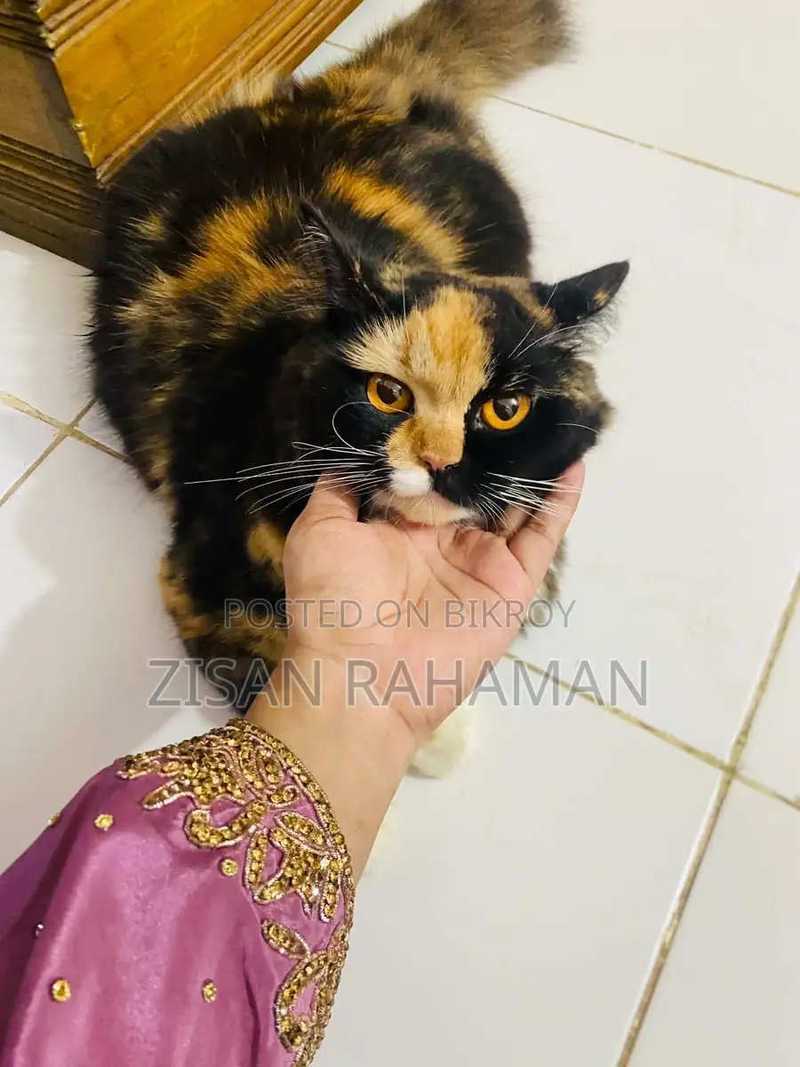 Pure Persian