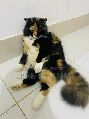Pure Persian