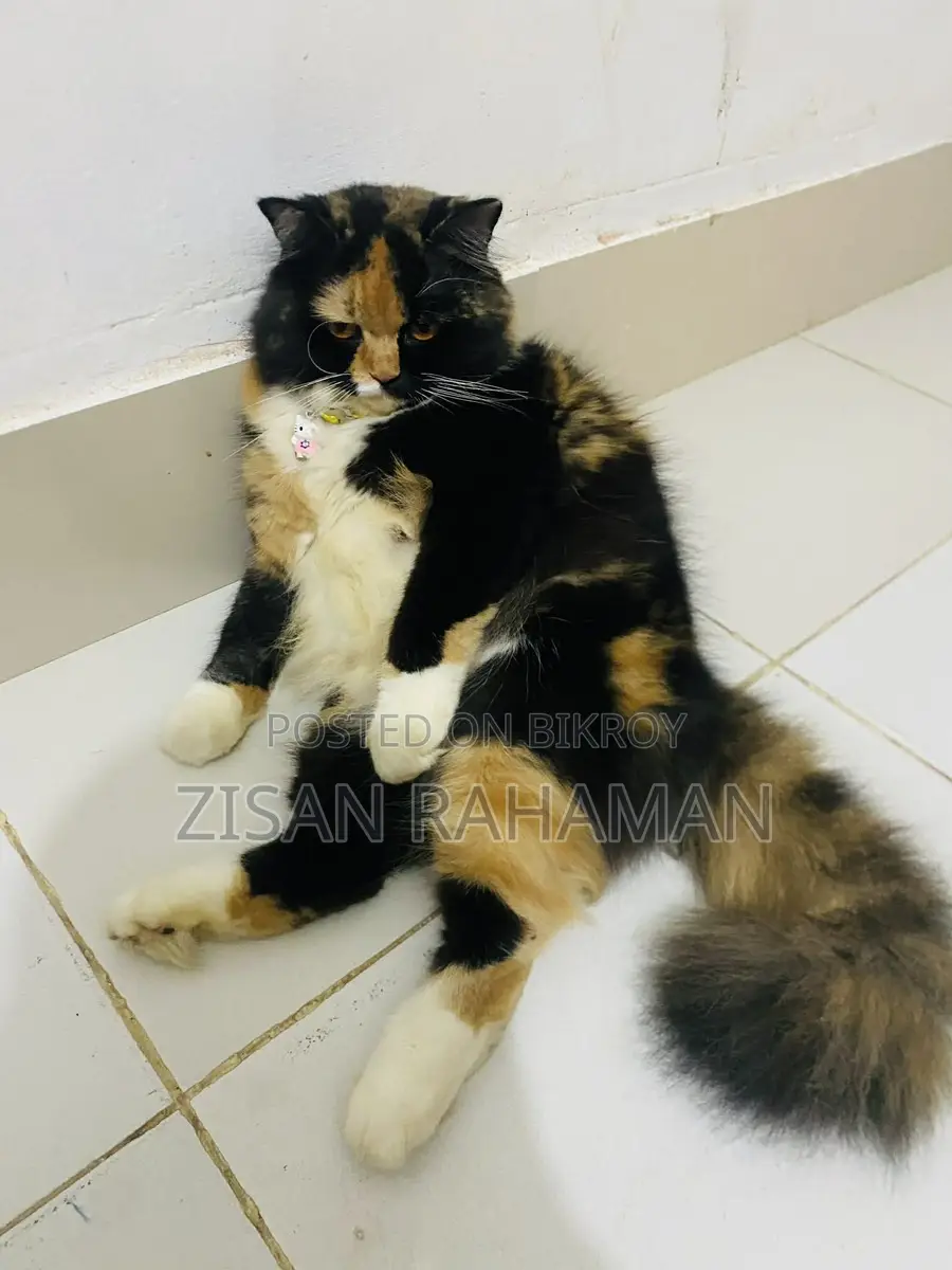 Pure Persian