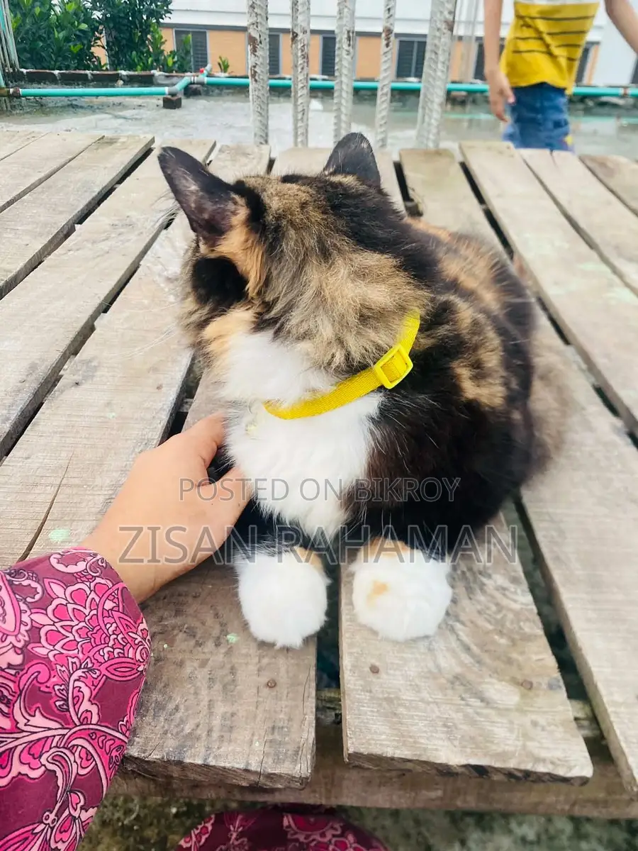 Pure Persian