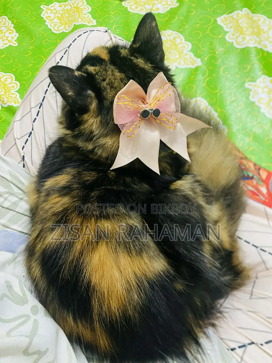 Pure Persian