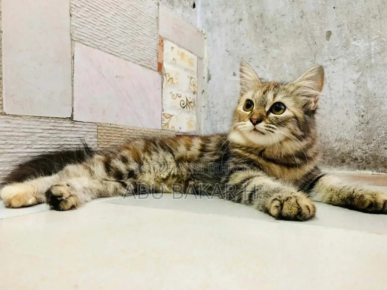 বিড়াল বিক্রি