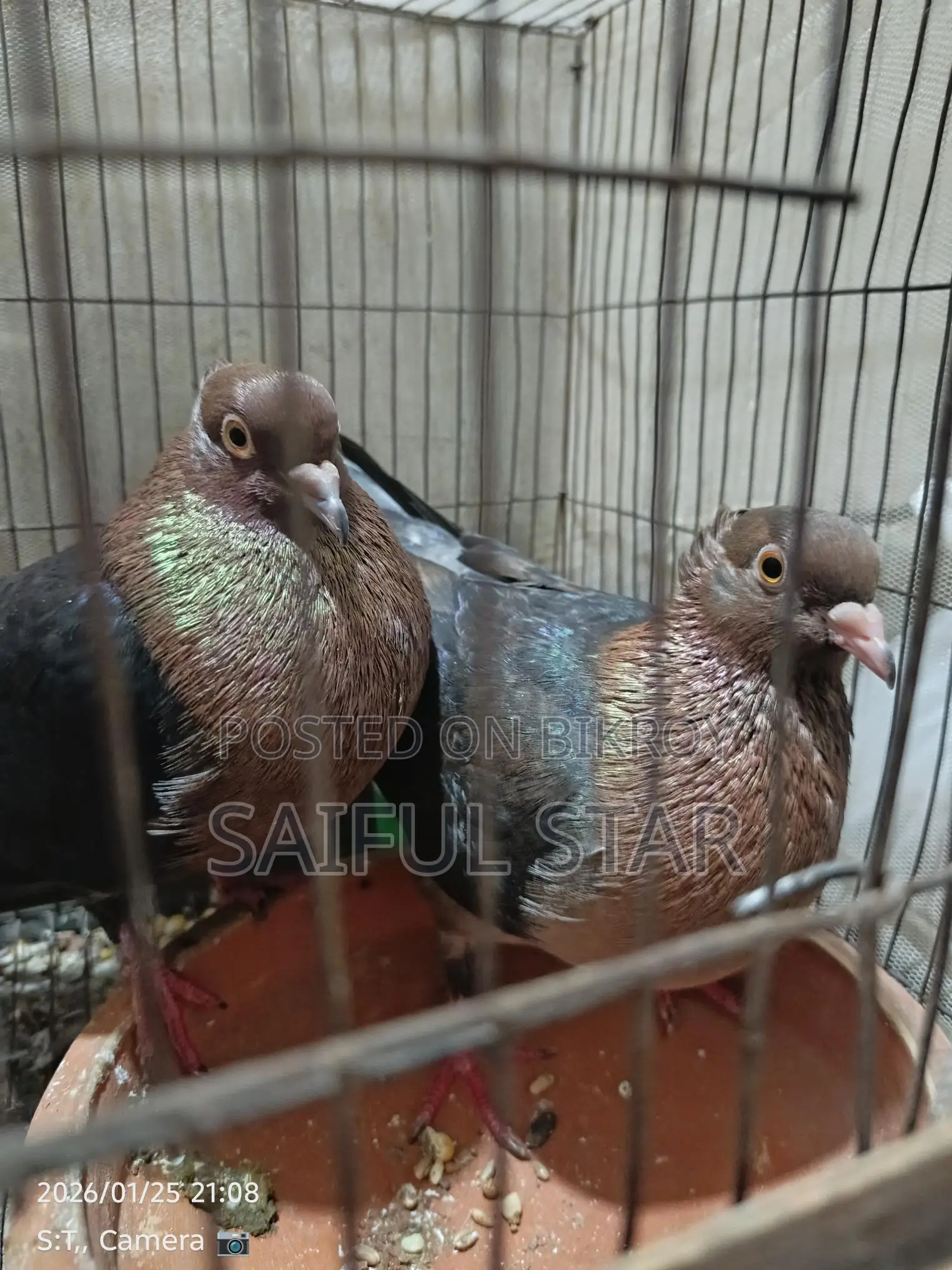 Archangel Pigeons