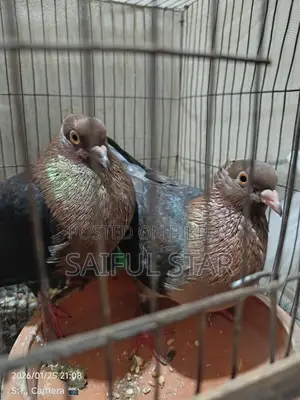Archangel Pigeons