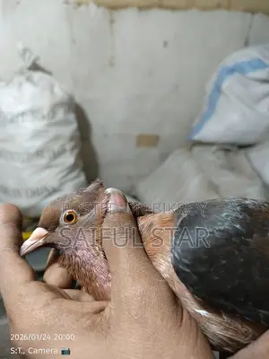 Archangel Pigeons
