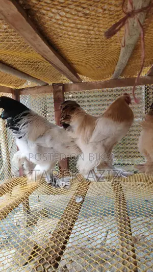 কলম্বিয়ান ব্রাহামা মুরগি