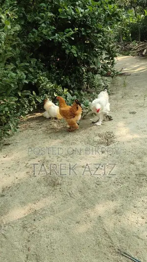 কলম্বিয়ান ব্রাহামা মুরগি