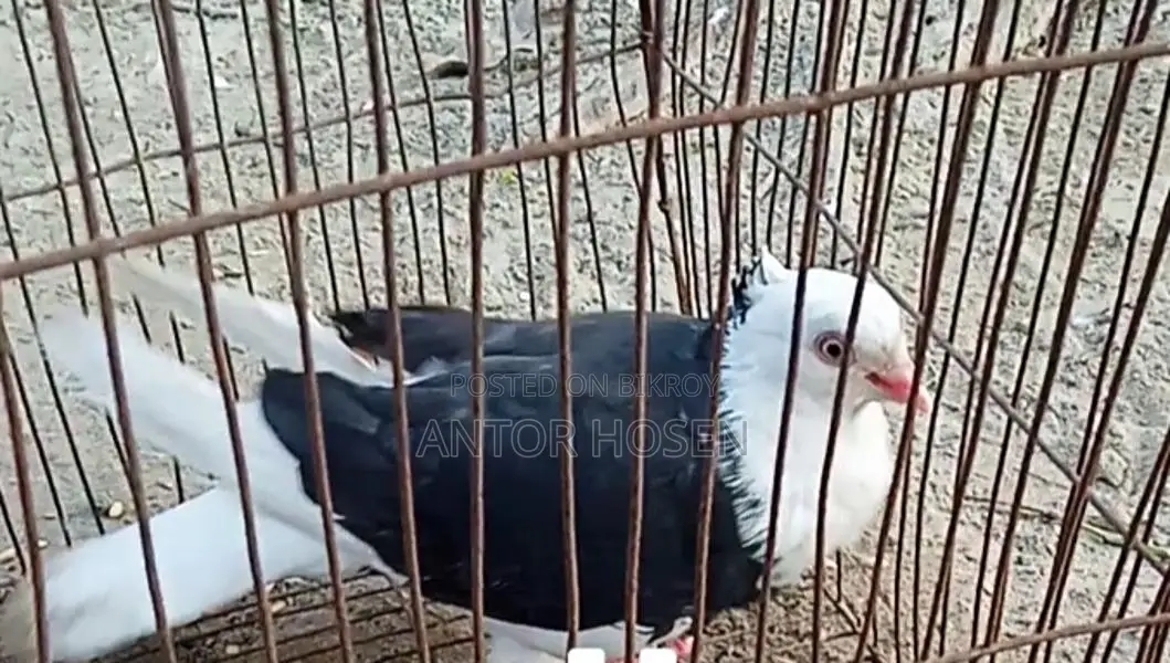 Black Male Pigeon