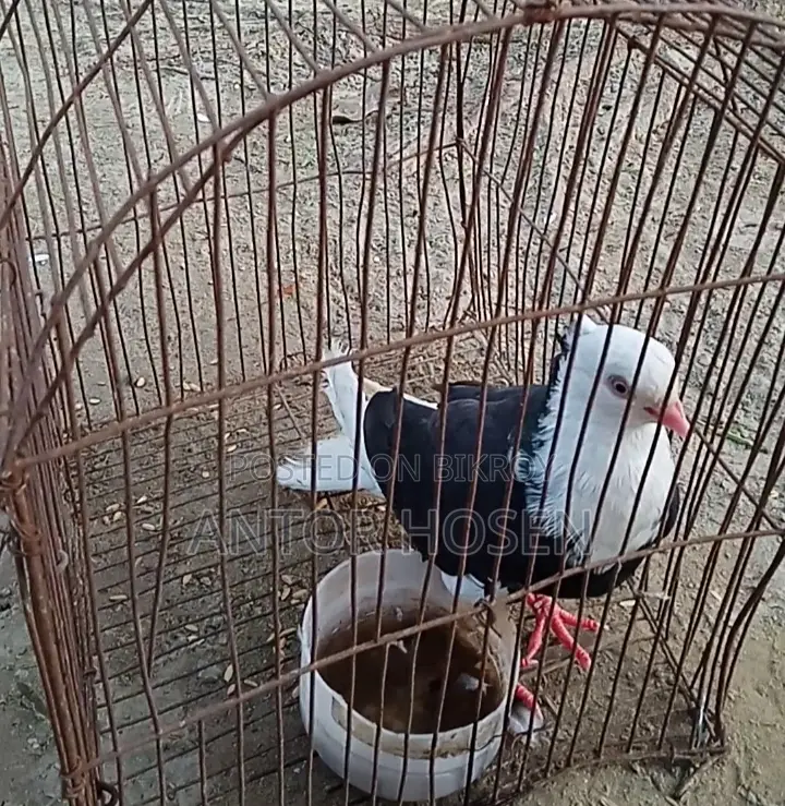 Black Male Pigeon