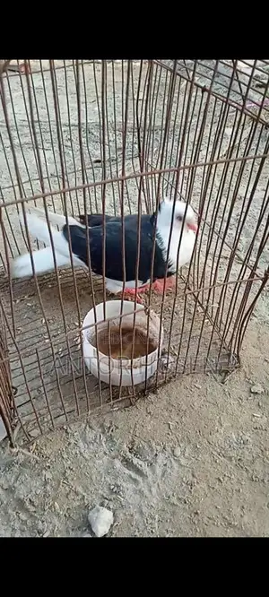Black Male Pigeon
