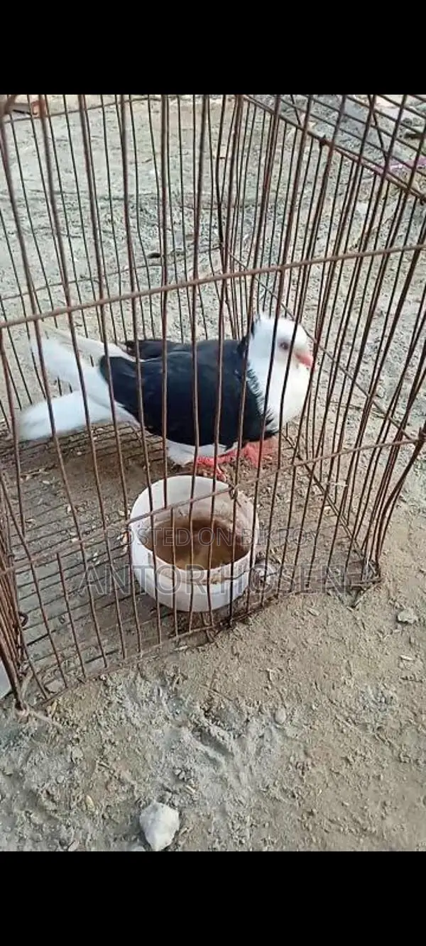 Black Male Pigeon