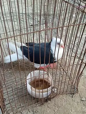 Black Male Pigeon