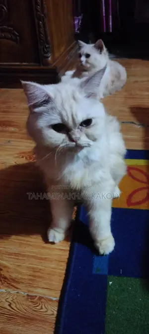 কাকলী