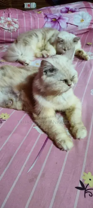 কাকলী