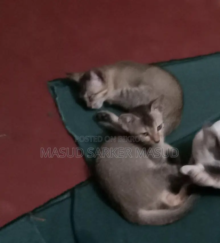 Cat for Adoption