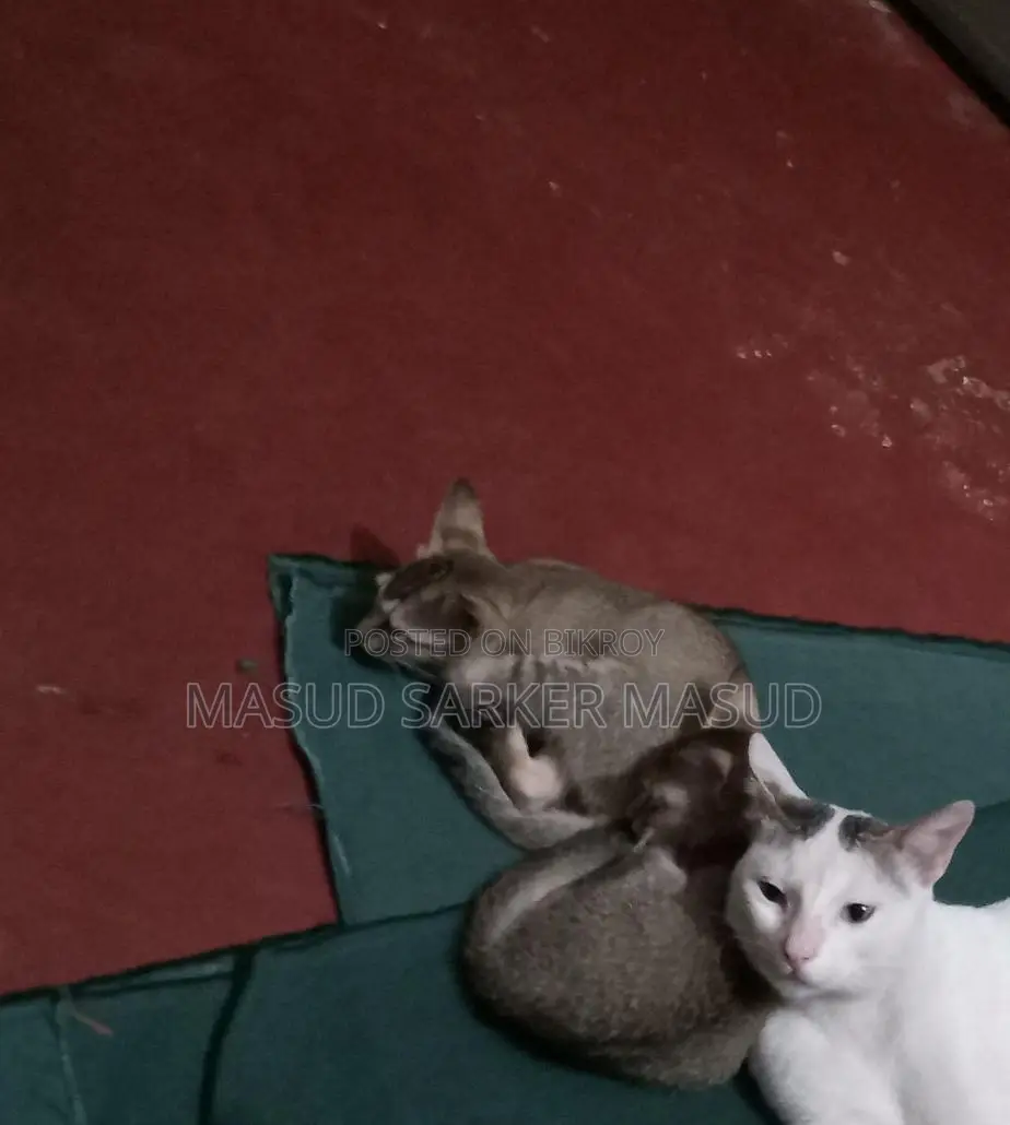 Cat for Adoption