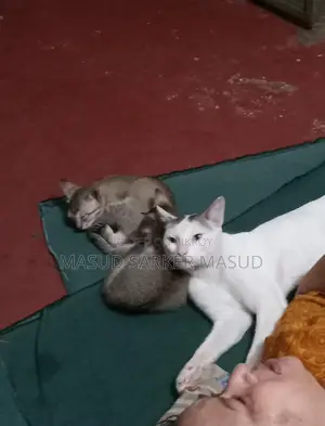Cat for Adoption