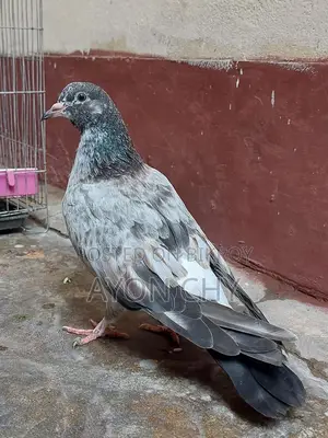 Adult Girabaz Pigeon