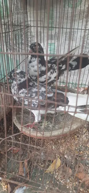 Girubaj Kobitar