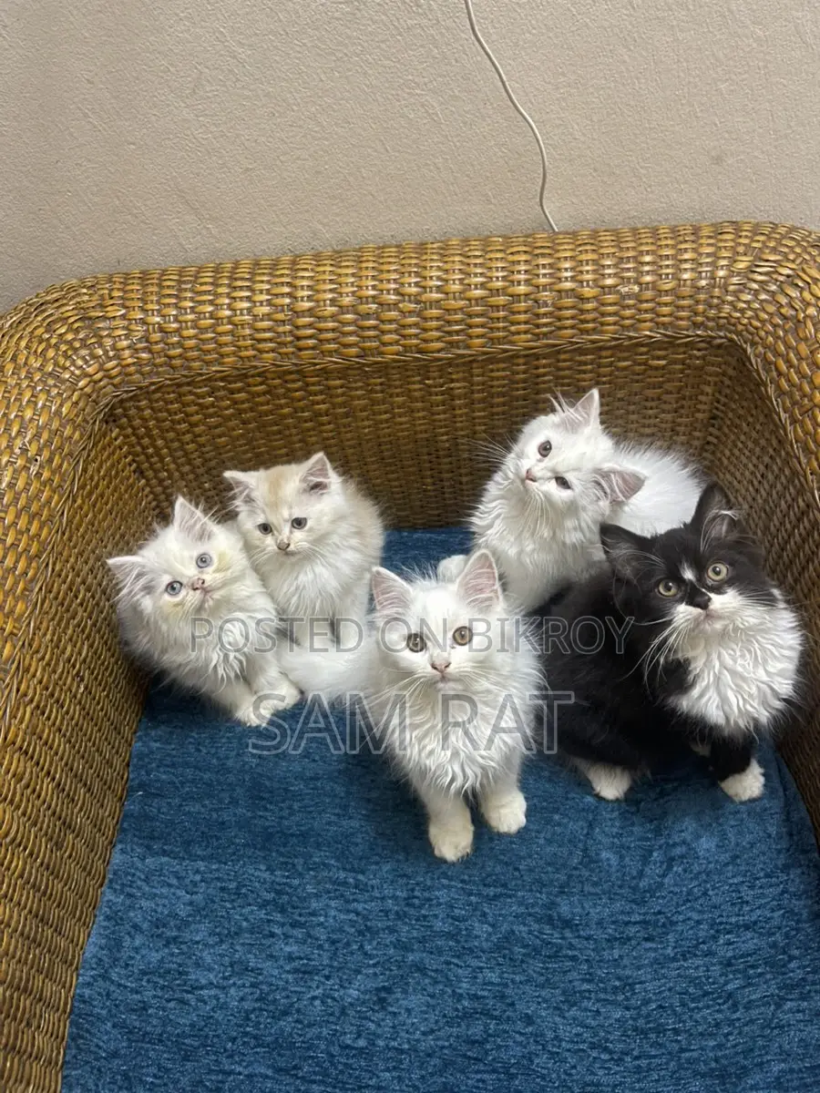 Traditional Persian Male Kitten