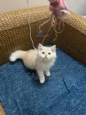 Traditional Persian Male Kitten