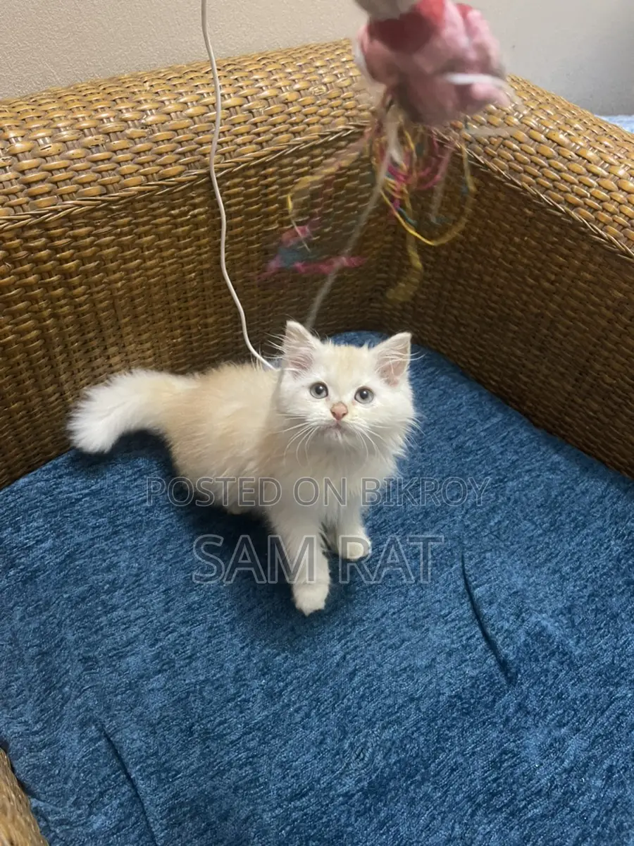Traditional Persian Male Kitten