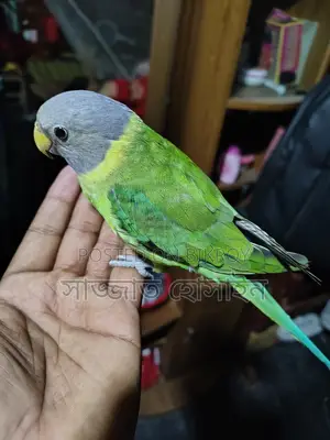 Hiramoni (Female)