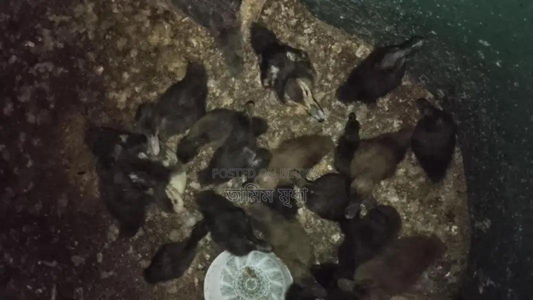 Ducklings for sale