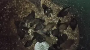 Ducklings for sale