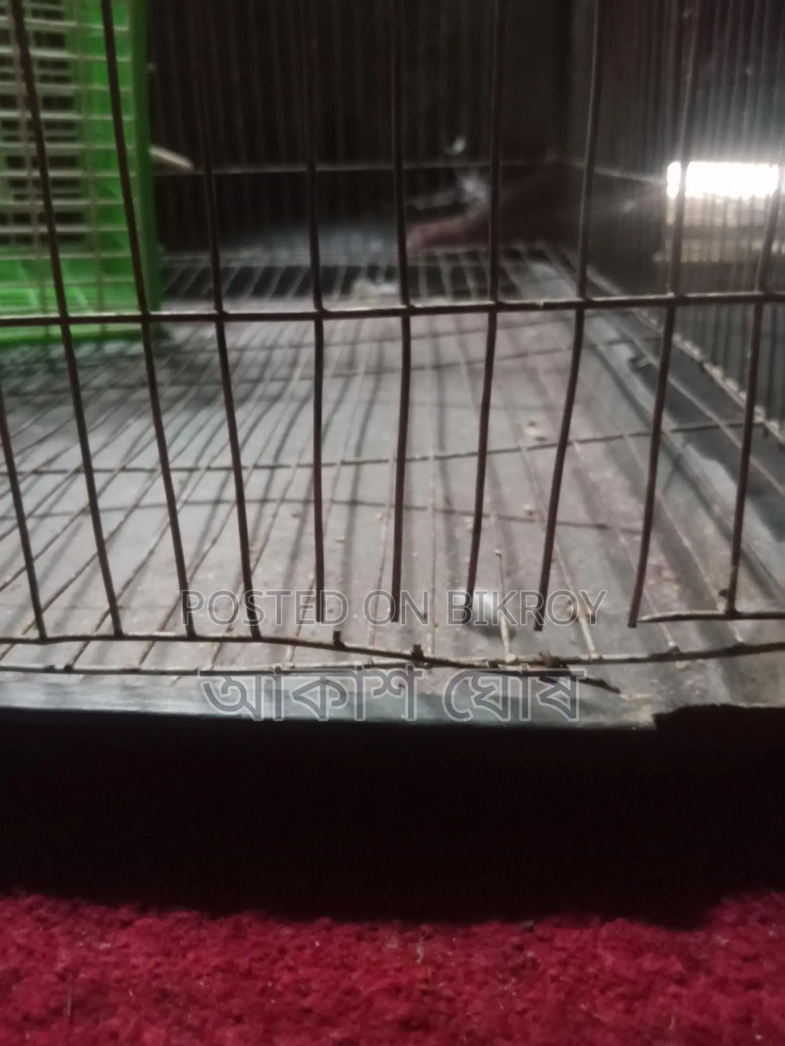 ককাটেল পাখির খাঁচা সেল হবে