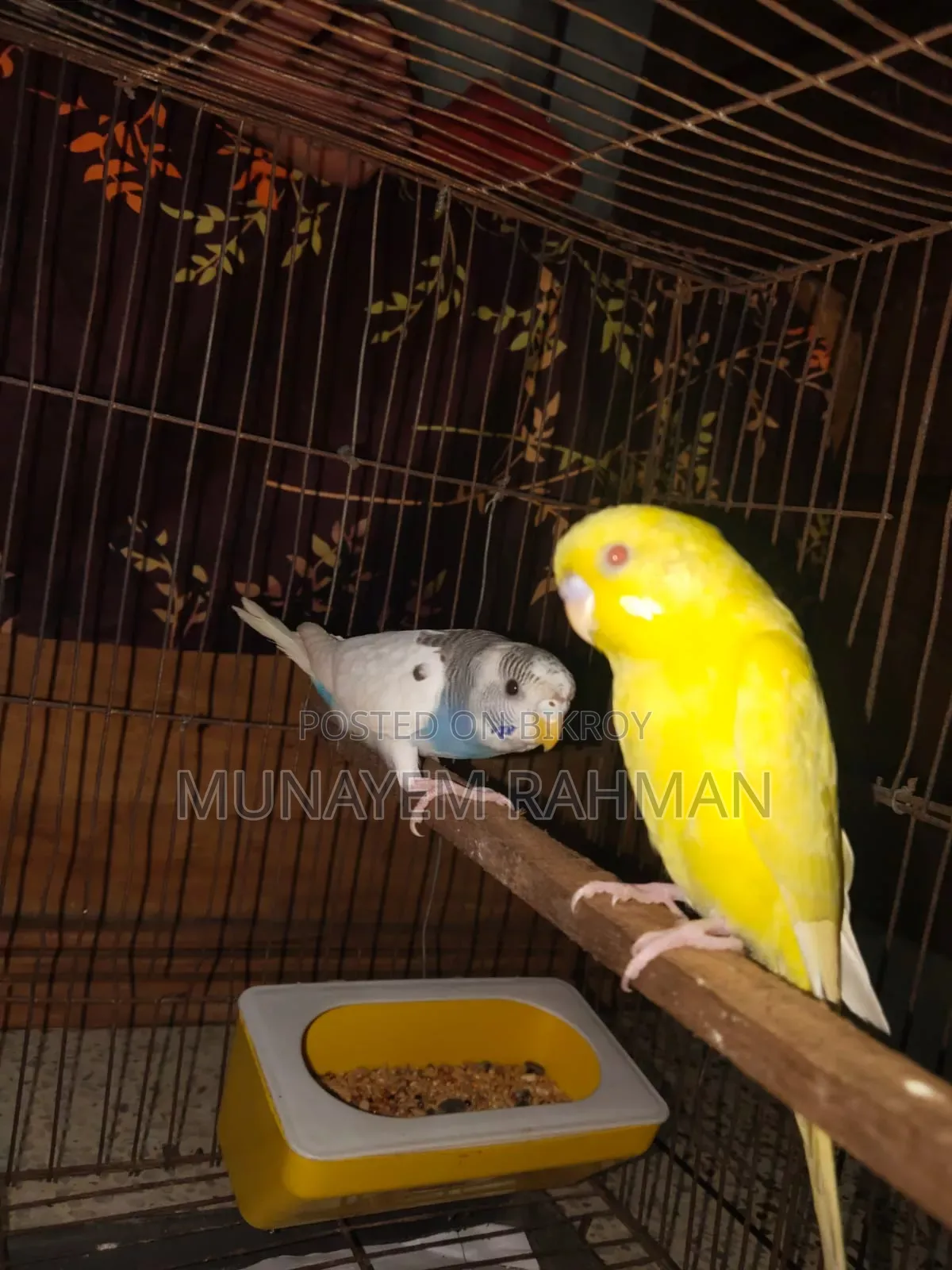Lutino Red Eye Budgie and Normal Pied Budgie