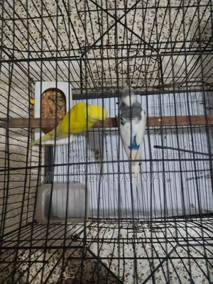 Lutino Red Eye Budgie and Normal Pied Budgie