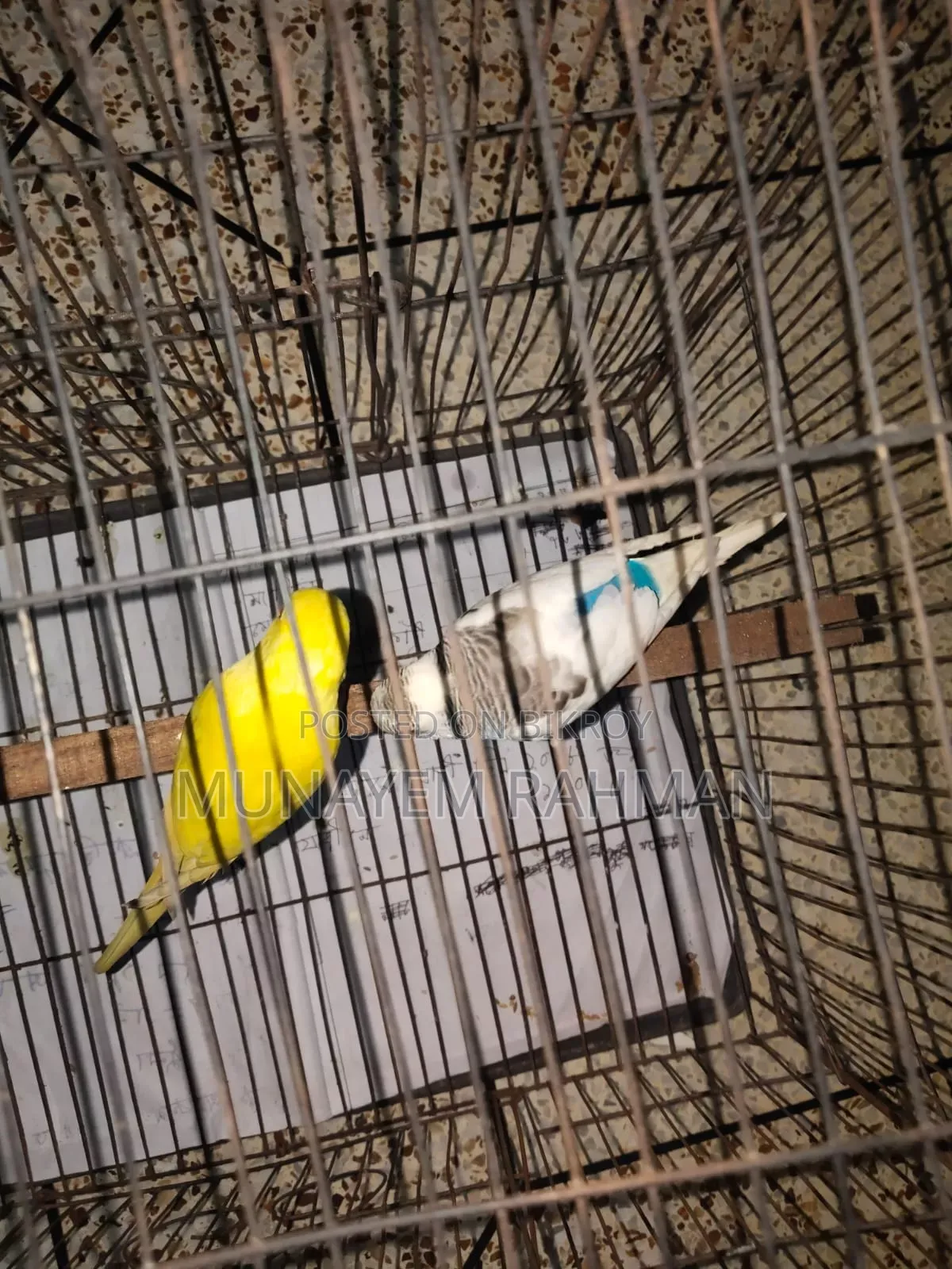 Lutino Red Eye Budgie and Normal Pied Budgie