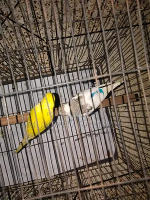 Lutino Red Eye Budgie and Normal Pied Budgie