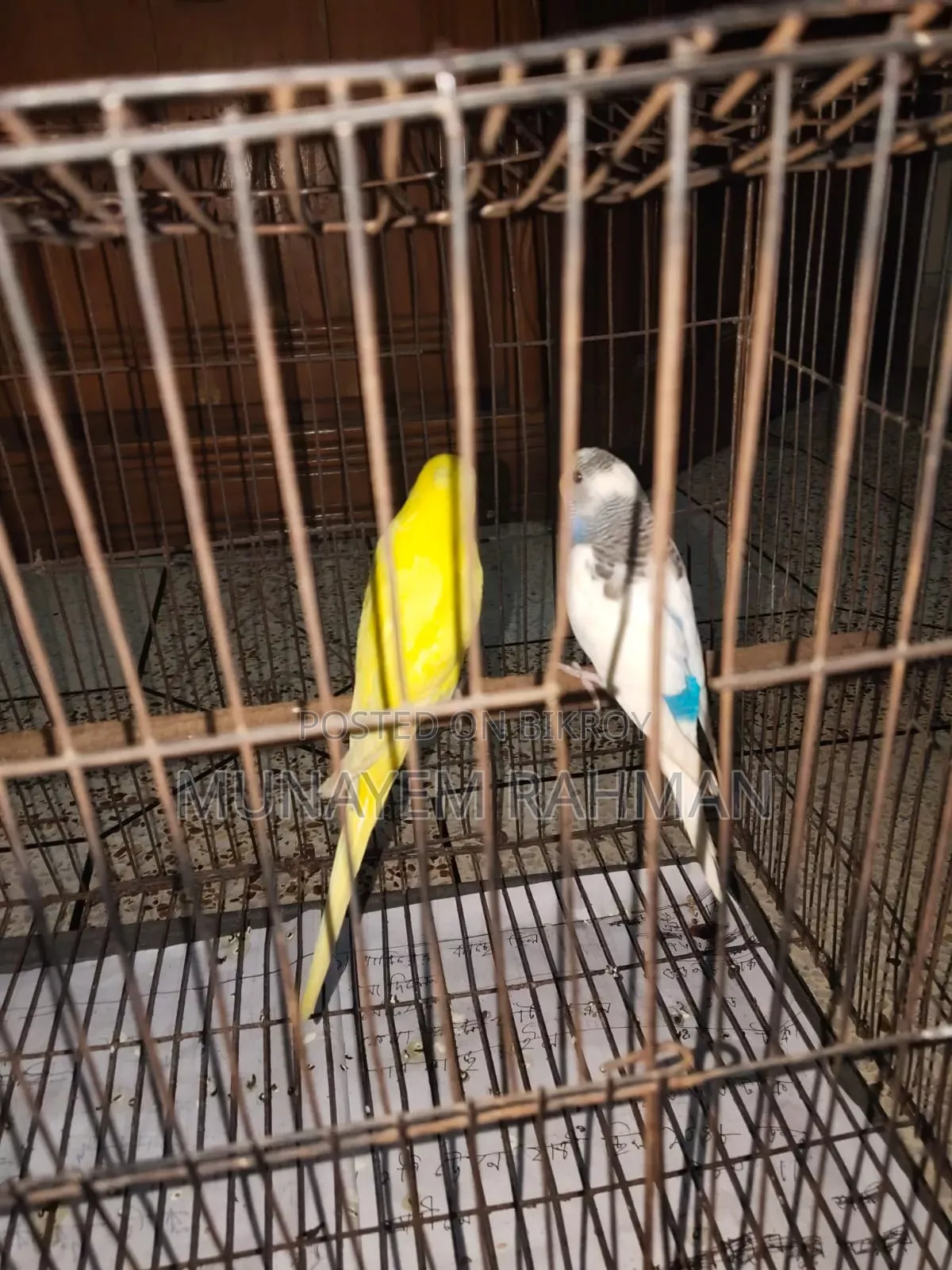 Lutino Red Eye Budgie and Normal Pied Budgie