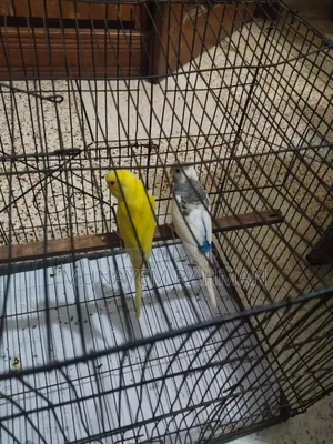 Lutino Red Eye Budgie and Normal Pied Budgie
