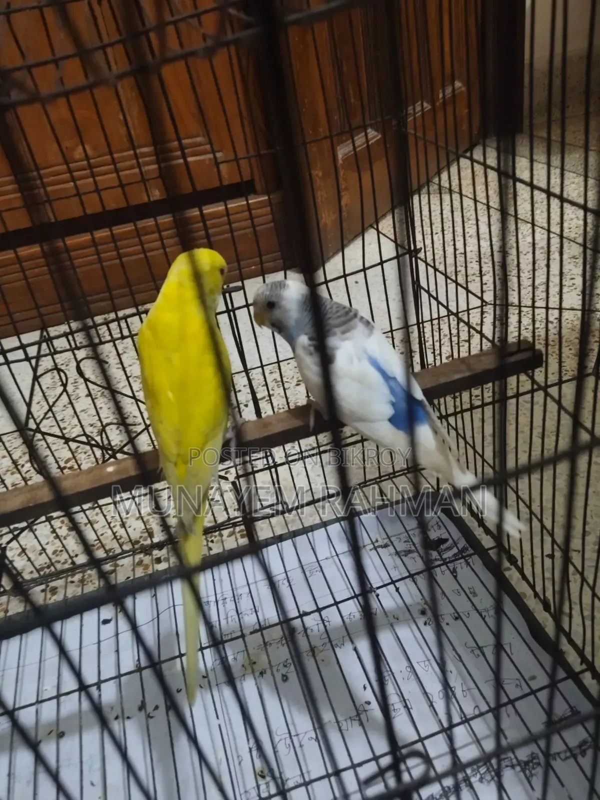 Lutino Red Eye Budgie and Normal Pied Budgie