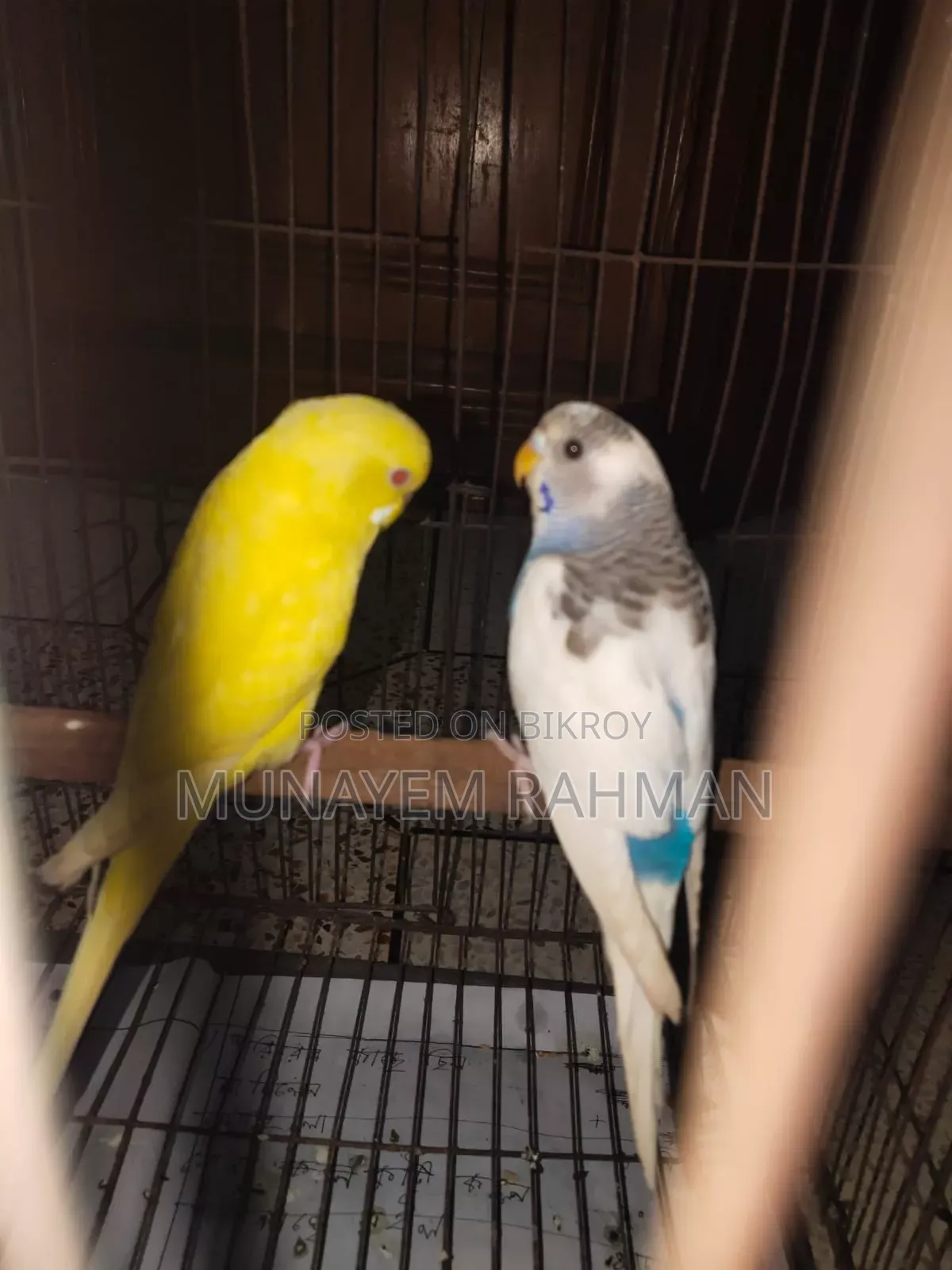 Lutino Red Eye Budgie and Normal Pied Budgie