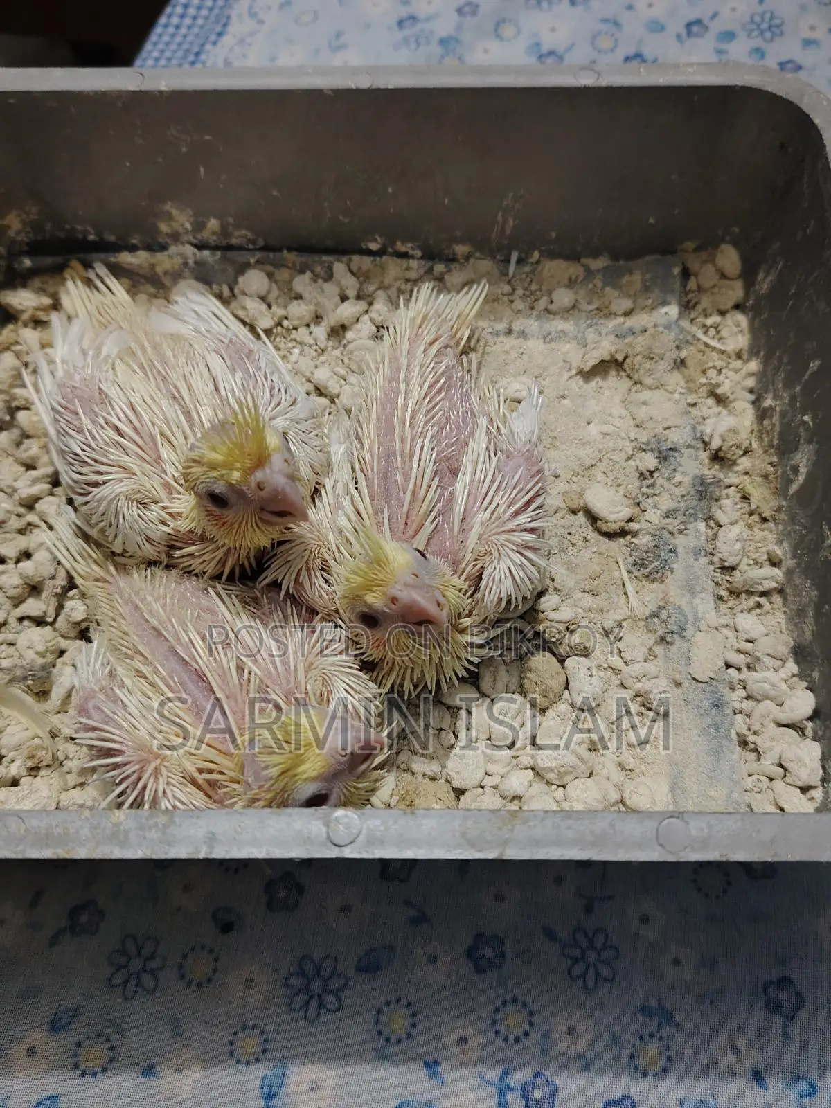 3 Cockatiel Babies for Sale