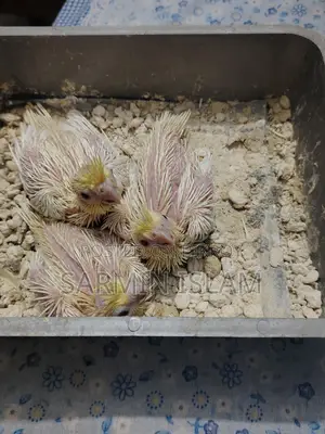 3 Cockatiel Babies for Sale