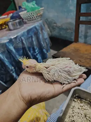 3 Cockatiel Babies for Sale