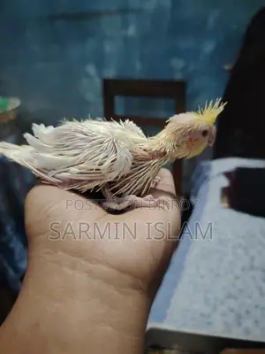 3 Cockatiel Babies for Sale